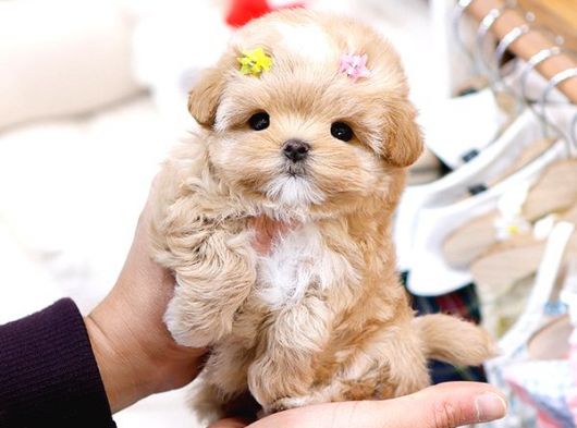 MALTIPOO BEBEKLERIM