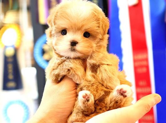 MALTIPOO BEBEKLERIM