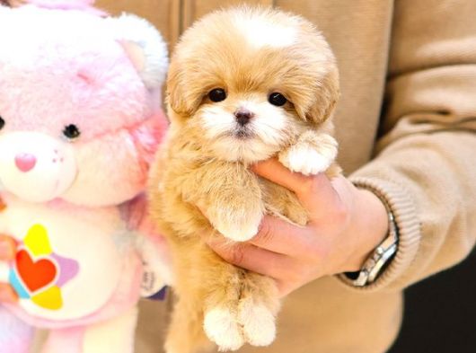 MALTIPOO BEBEKLERIM