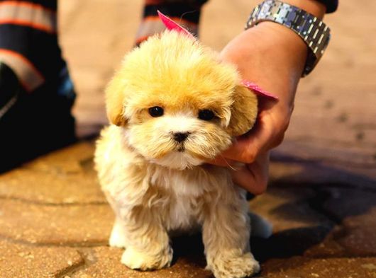 MALTIPOO BEBEKLERIM