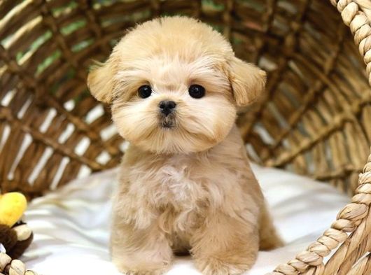 MALTIPOO BEBEKLERIM