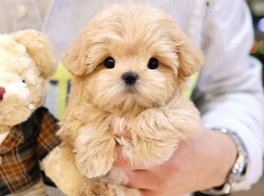 MALTIPOO BEBEKLERIM