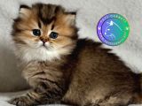 Yumuşacık Tüylü Blackgolden British Longhair yavrumuz