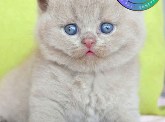 Muhteşem Rengi İle Lilac British Shorthair 