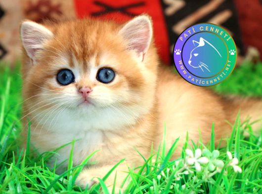 Kraliyet Yavrusu Golden British Shorthair 