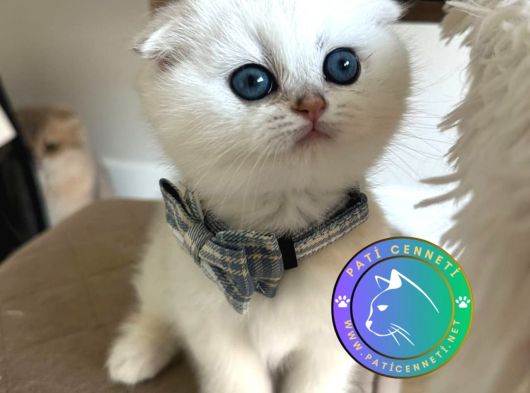 Scottish Şirinlik Silver Shorthair yavrumuz 