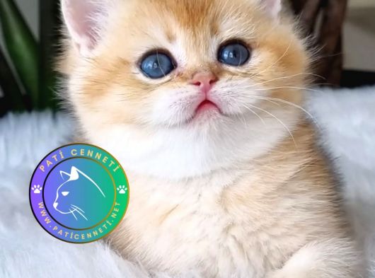 Ay Işığından Gelen Yavrumuz Golden British Shorthair 