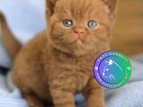 Minik Çikolata Topu Chocolate British Shorthair