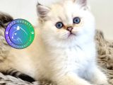 Pamuk Güzeli Silver British Shorthair yavrumuz 