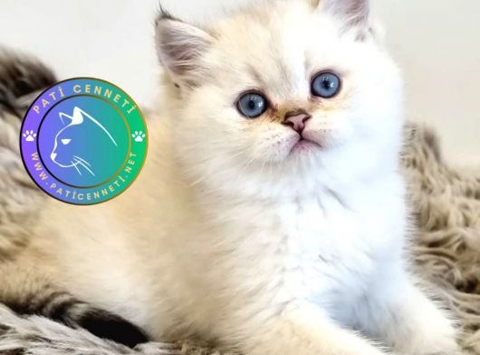 Pamuk Güzeli Silver British Shorthair yavrumuz 