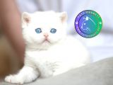 Kar Tanesi Yavru Silver British Shorthair 