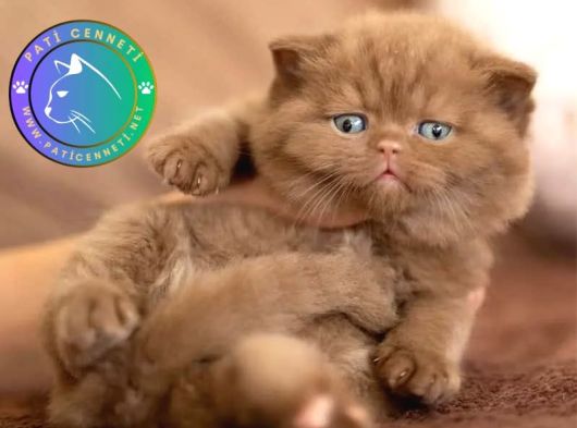 Kakao Tüy Mucizesi Chocolate British Shorthair 