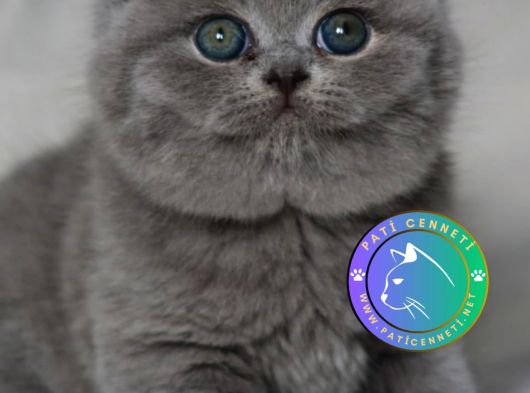 Gümüş Mucize Gri British Shorthair yavrumuz 