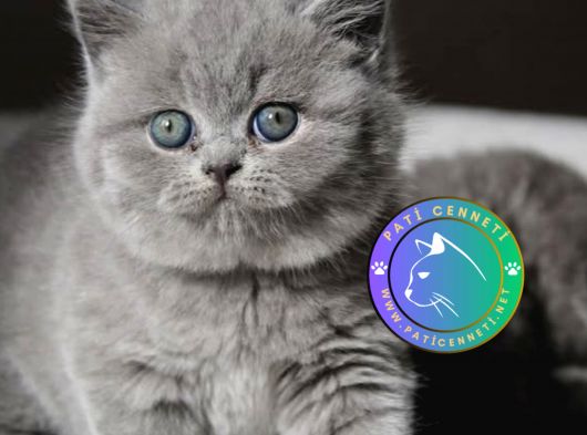 Gümüş Zarafet Gri British Shorthair yavrumuz 