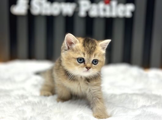 GOLDEN BABY BRITISH SHORTHAİR 