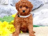 TOY POODLE YAVRUMUZ 0 TEACUP
