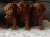 TOY POODLE YAVRUMUZ 0 TEACUP