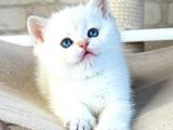 Bembeyaz Top Kafa Yavrumuz NS1133 British Shorthair