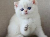 En Sakin Yavrularımızdan NS1133 British Shorthair