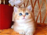 Dünya Harikası Golden NY12 British Shorthair