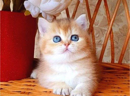 Dünya Harikası Golden NY12 British Shorthair