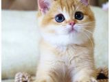 Emsalsiz Güzellikte Golden NY11 British Shorthair