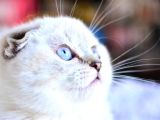 Top Kafa Silver NS1133 Scottish Fold shorthair