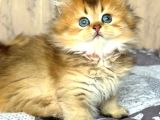 Altın Yumağımız Black Golden British Longhair