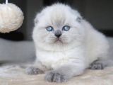Deniz Gözlü Blue Point Scottish Fold Shorthair