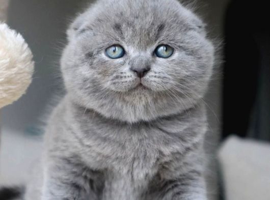Duman Grisi Scottish Fold Shorthair