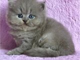 Çiçeğimiz Gri British Longhair