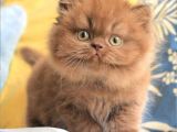Türünün Tek Örneği Chocolate British Longhair