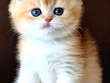 Kusursuz Güzelliğiyle Golden Ny12 British Shorthair