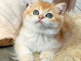 Parıldayan Golden NY12 British Shorthair