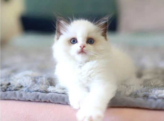 Türkiye'nin En Değerli Kedisi Ragdoll
