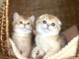 Üstün Kalite Top Kafa Golden NY12 Scottish Fold Shorthair