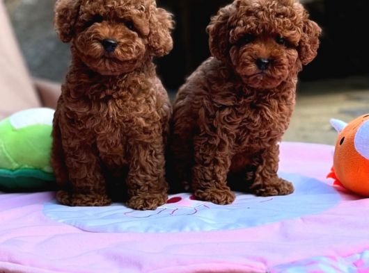 Yumuşacık İkili Safkan Toy Poodle yavrularımız 