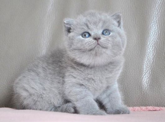 Gümüş Mucize Gri British Shorthair 