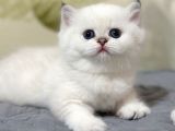 Bal Yanak Silver British Shorthair ns1133