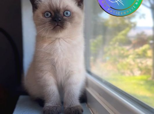 Şık Çikolata Point British Shorthair 