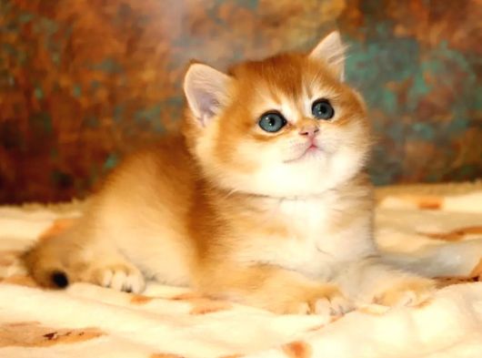 Full Safkan Dünya Güzeli Golden British Shorthair 