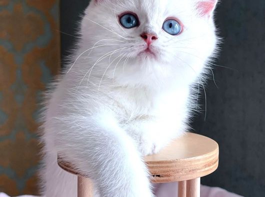 Dünya Güzeli Silver British Shorthair ns1133