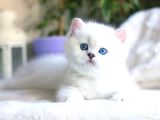 Beyaz Teddy Bear Silver British Shorthair Ns1133