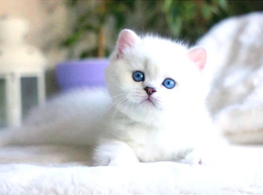 Beyaz Teddy Bear Silver British Shorthair Ns1133